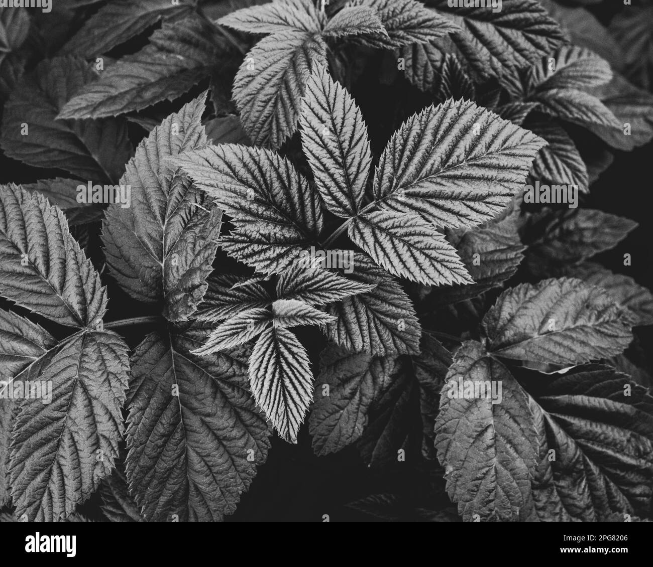 A close up of gray scale leaves Stock Photo Alamy
