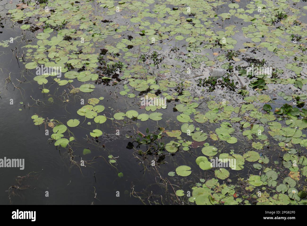 High angle view of a river surface filled with water lilies and common water hyacinth, Salvinia and several garbage debris Stock Photo