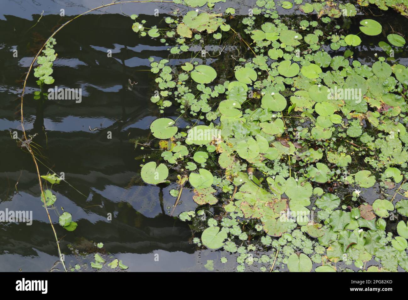 Lots of water lily plants with common aquatic weed plants growing together as a cluster on the surface of a river in the Sri Lanka Stock Photo