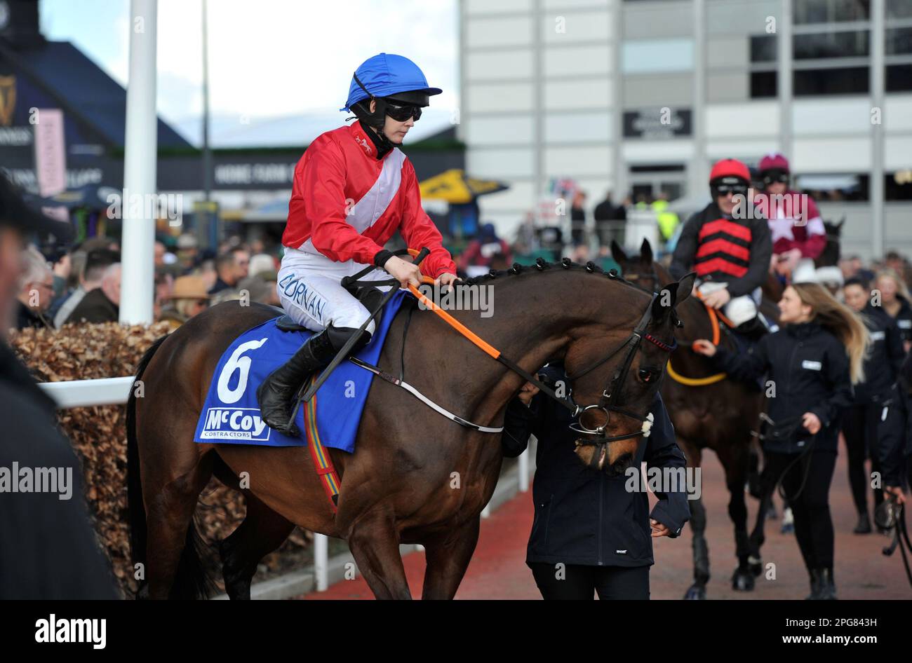 Ballyadam horse hi-res stock photography and images - Alamy