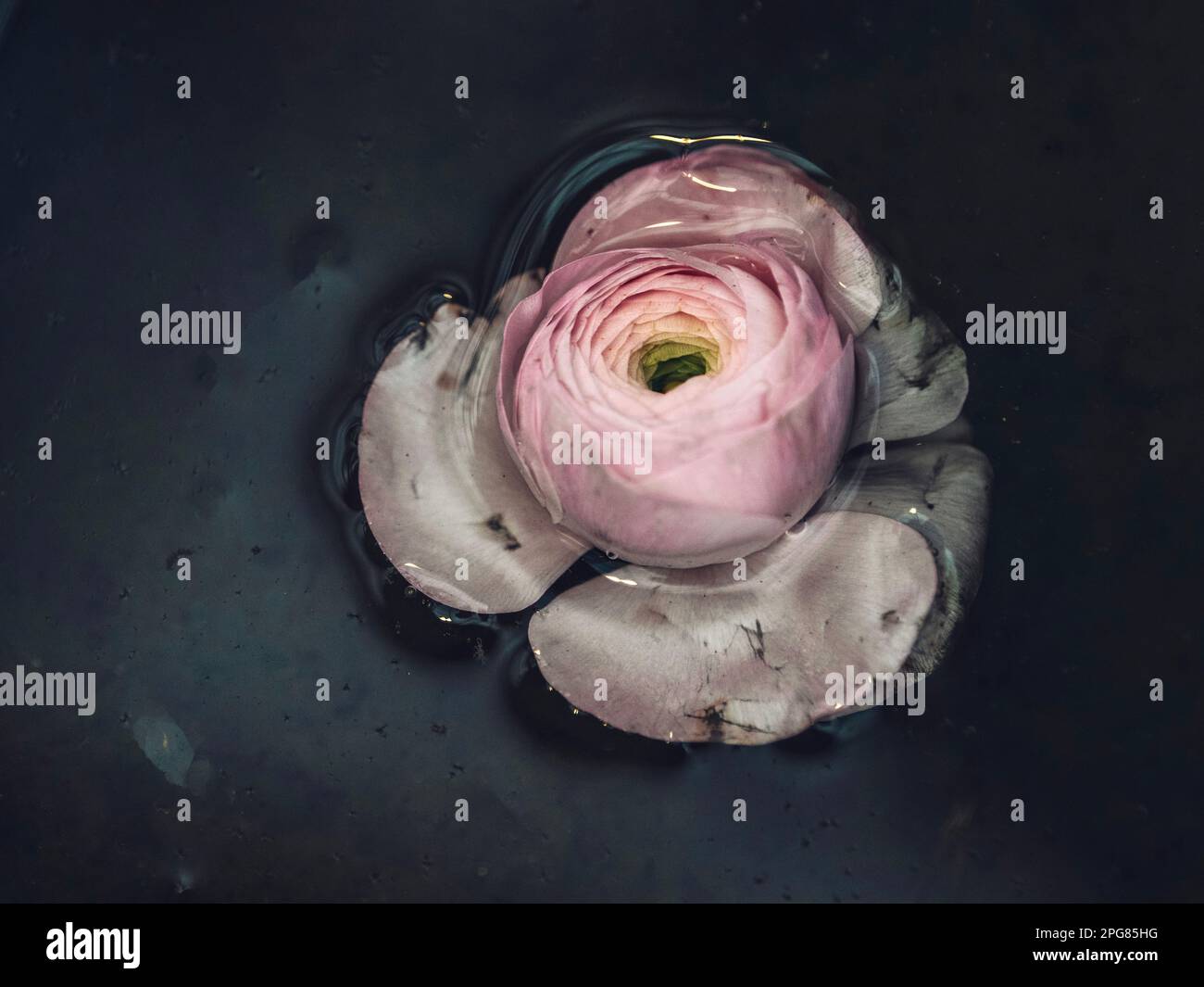 Blooms atop hi-res stock photography and images - Alamy