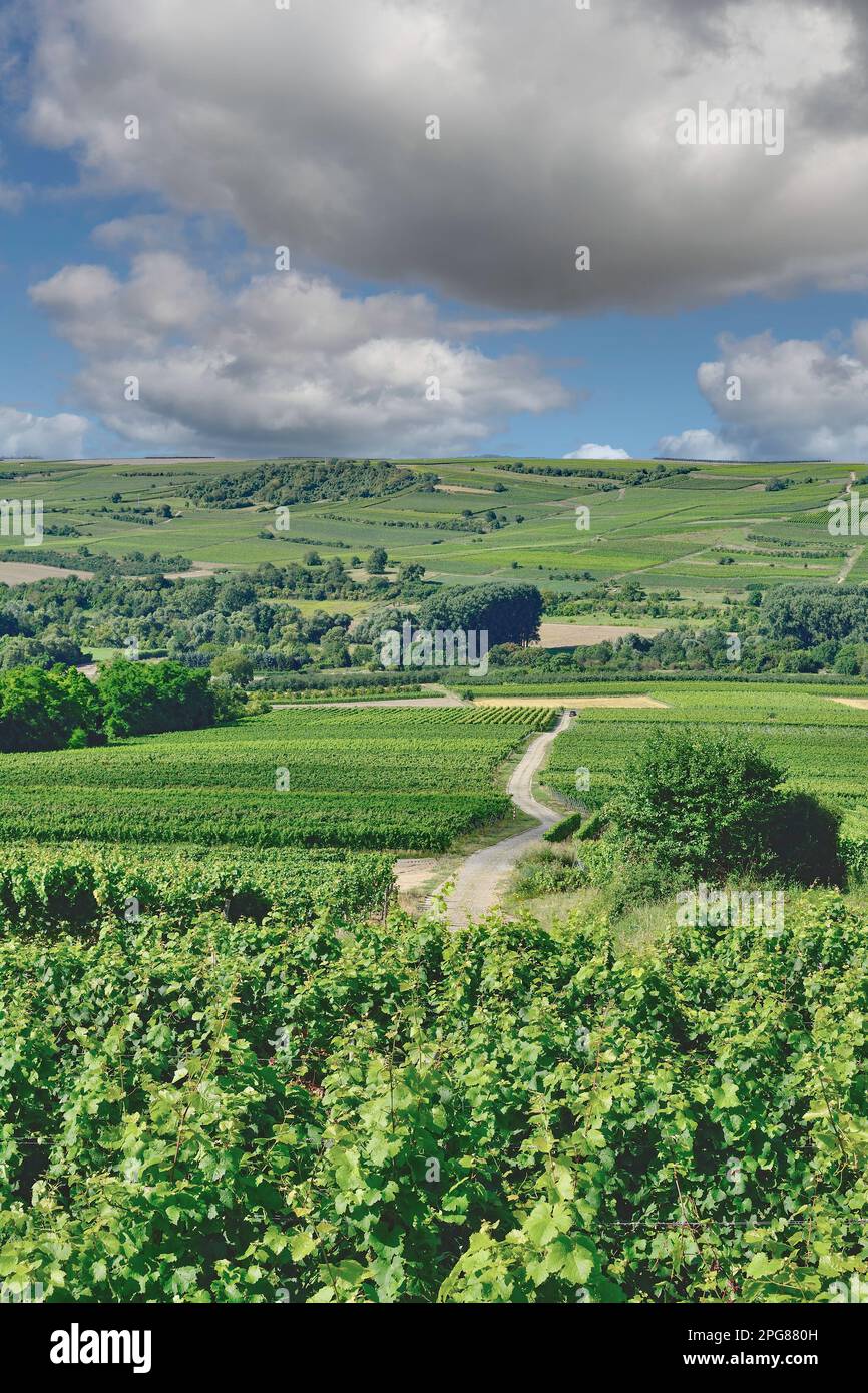 Vineyard Landscape,Rhinehessen wine region,Germany Stock Photo