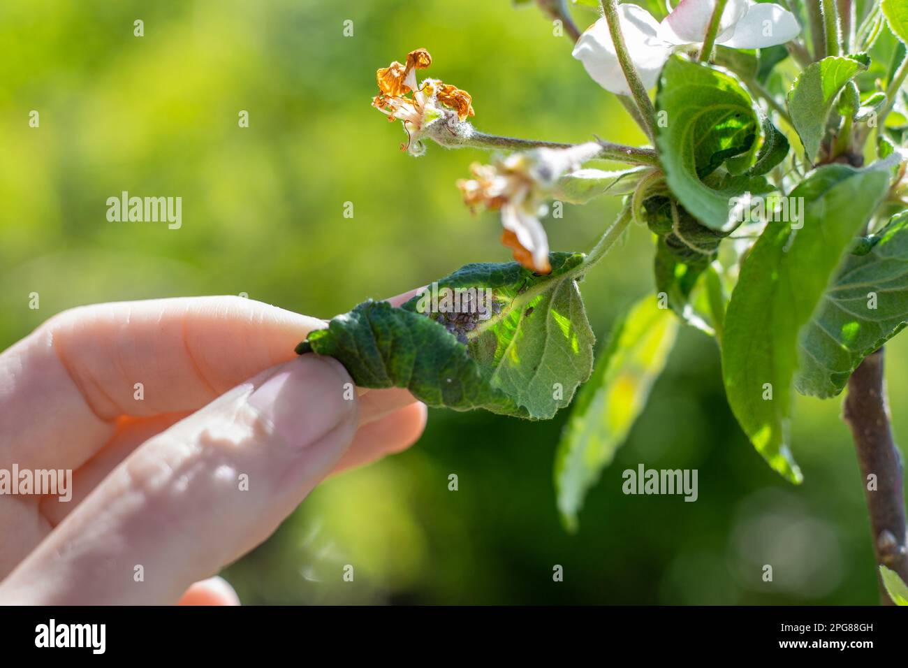 A Branch Of An Apple Tree With An Infested Leaf By Insect Pests Aphids Prevention And Control