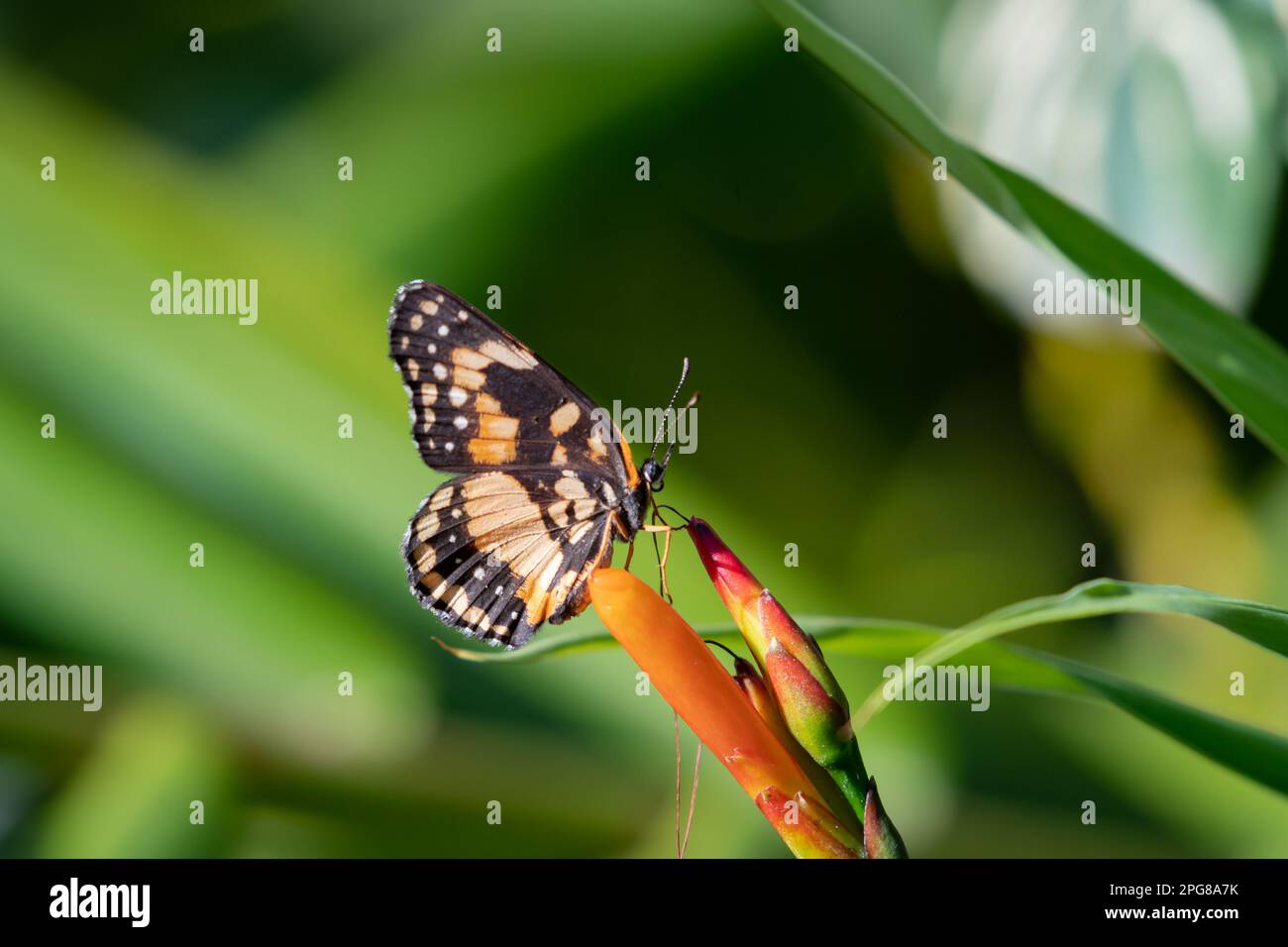 Border Patch Butterfly sipping nectar from an orange flower. Stock Photo