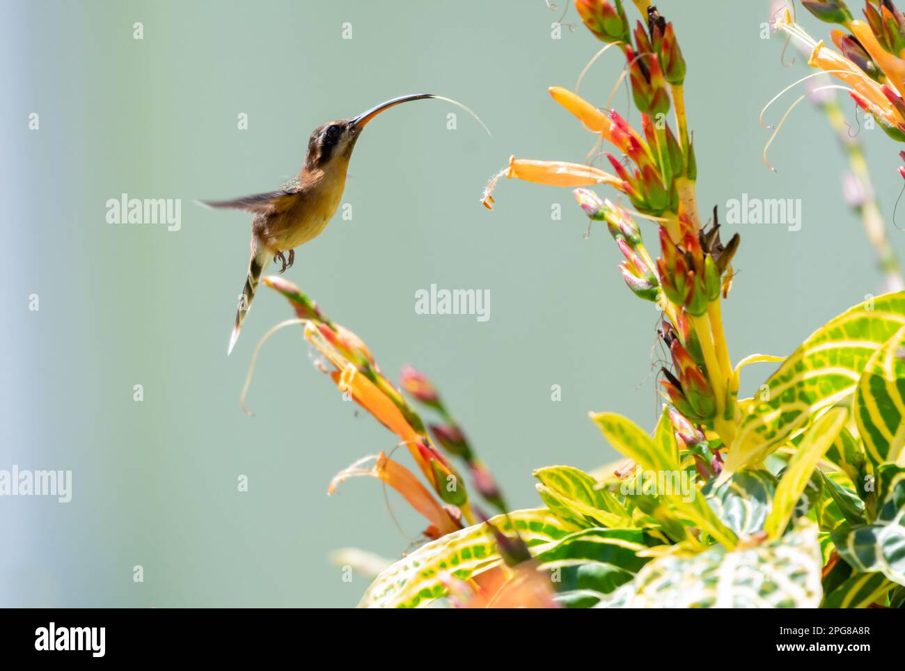 Little Hermit hummingbird with tongue out hovering next to orange flowers. Stock Photo