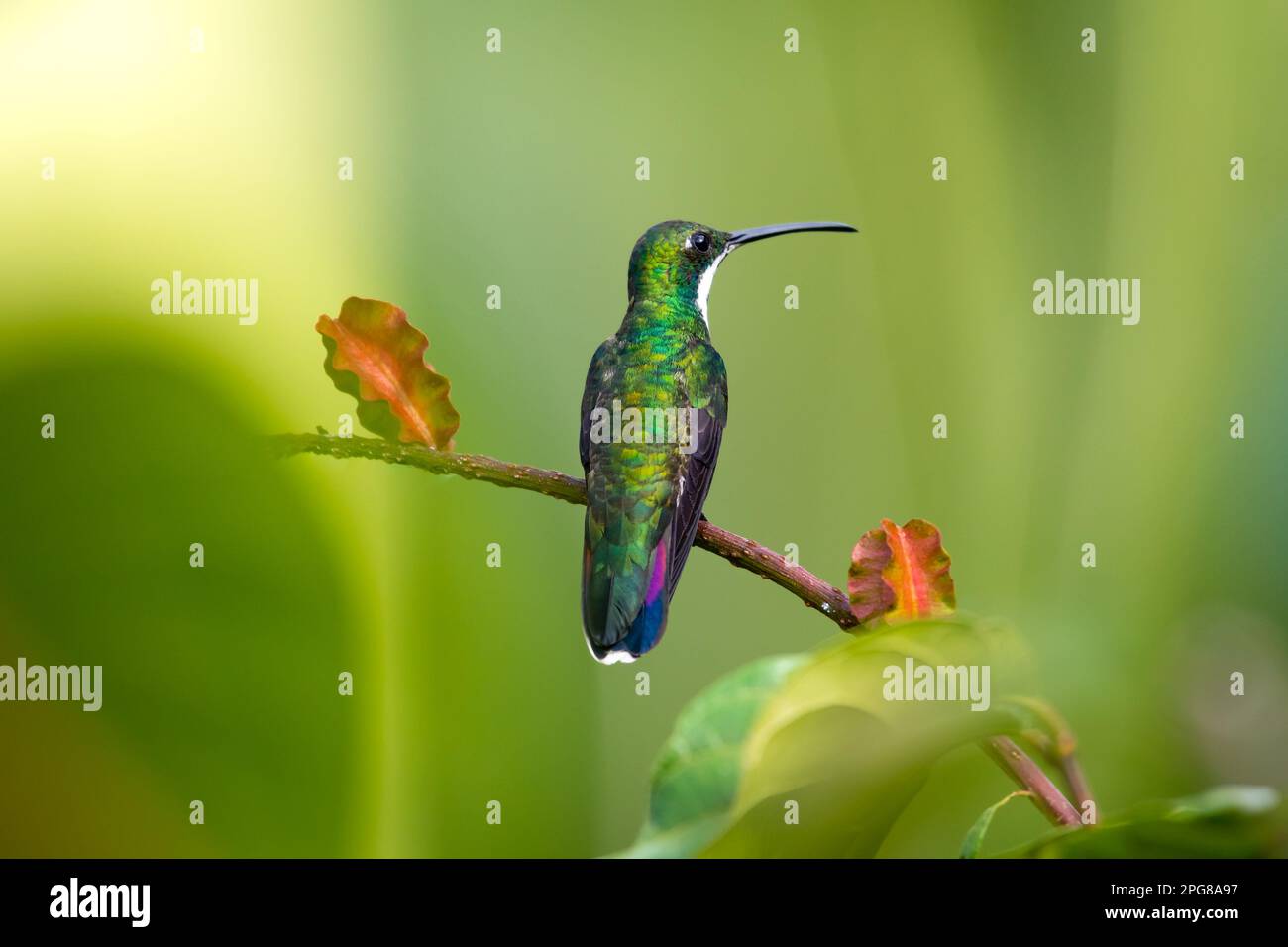 Black-throated Mango hummingbird perching in a bush with soft lighting. Stock Photo