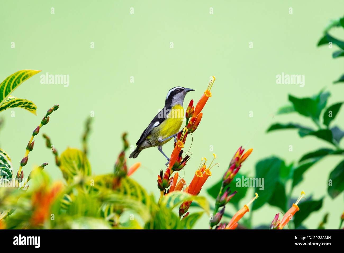 Small yellow and black bird, Bananaquit, feeding on orange flowers in a