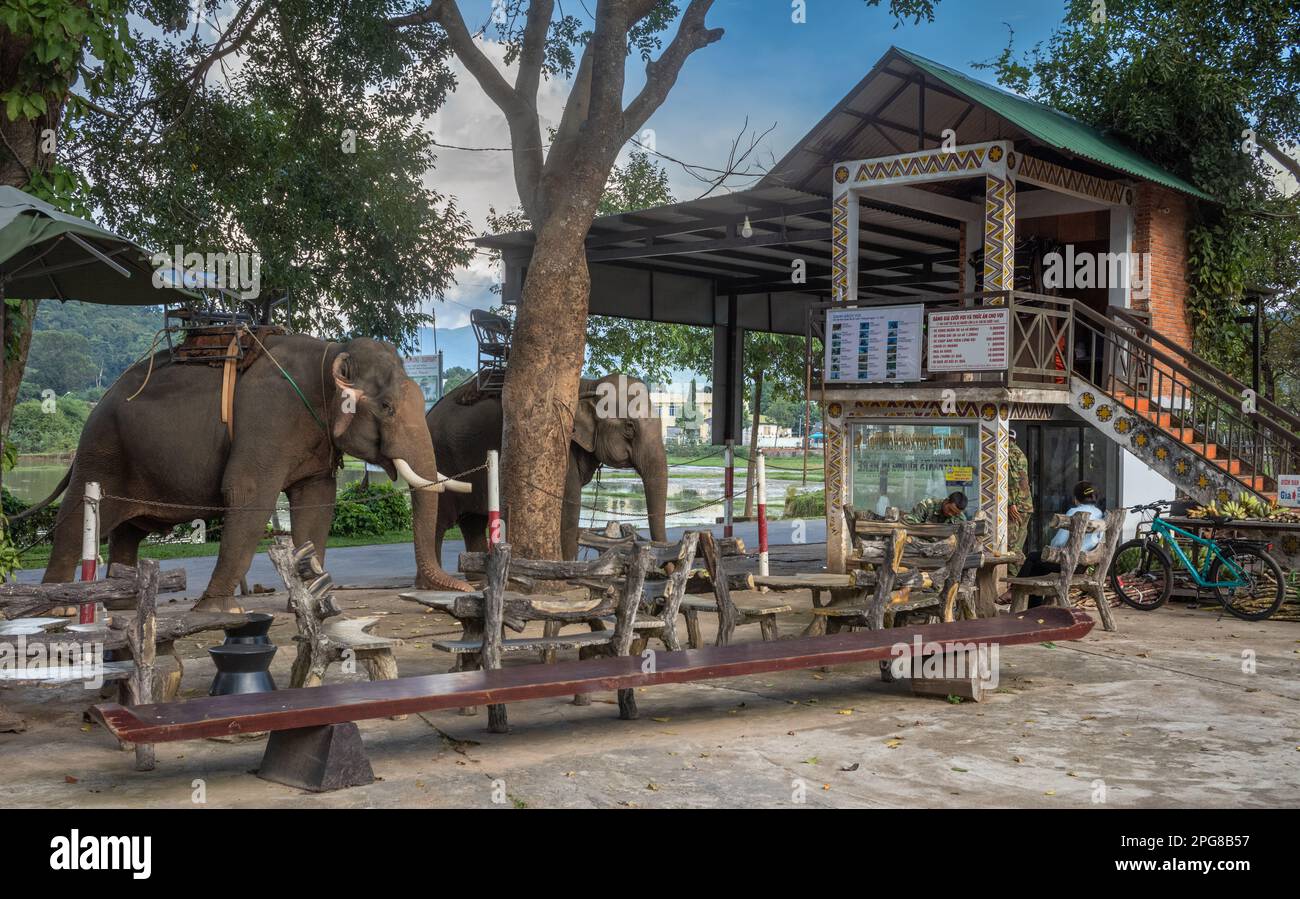 Two Asian elephants wearing howdahs, or seats, are chained to trees as ...