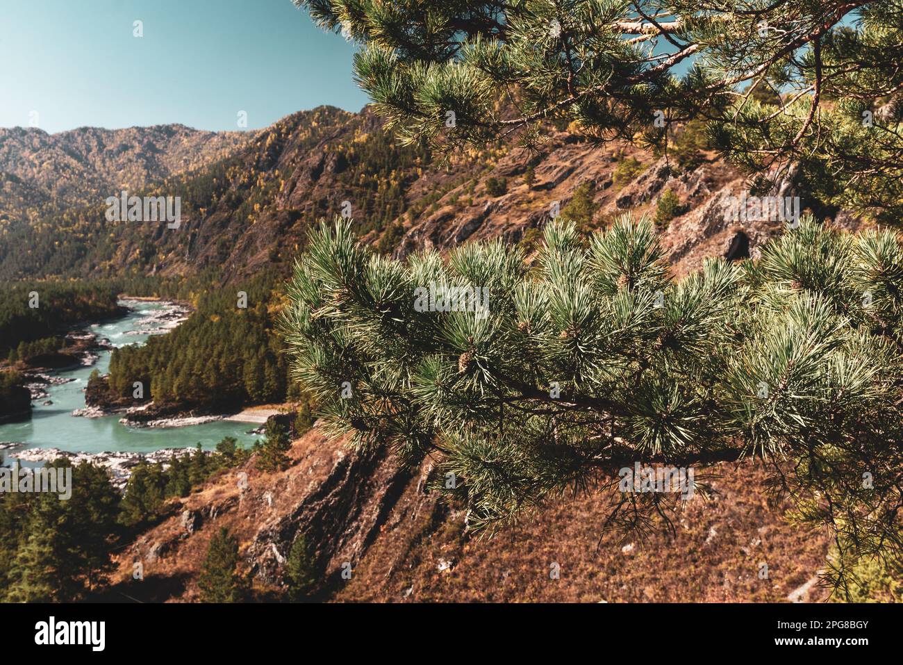 Branches of spruce trees with needles against the backdrop of the panorama of the mountains and the Katun River in Altai. Stock Photo
