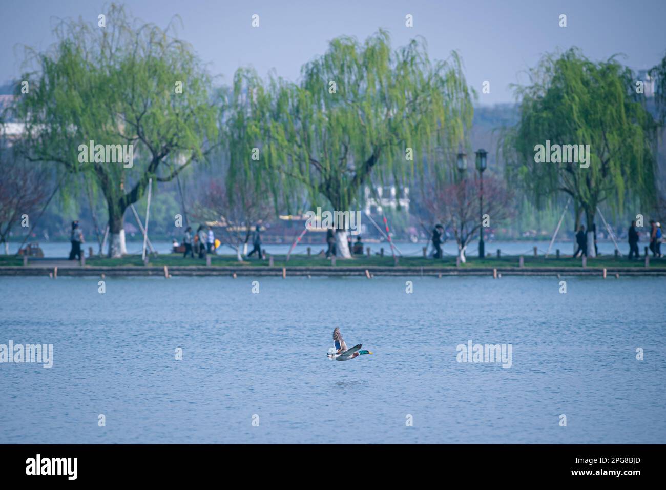 (230321) -- HANGZHOU, March 21, 2023 (Xinhua) -- A wild duck flies over the West Lake in Hangzhou, east China's Zhejiang Province, March 15, 2023. Zhejiang Province has been taking water environment management as top priority in ecological construction, elevating the water quality of hundreds of lakes and rivers and establishing waterfront civic activity sites. (Xinhua/Jiang Han) Stock Photo