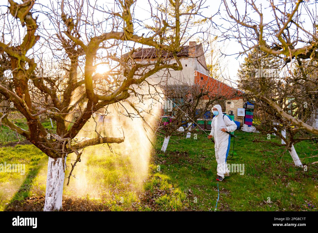 Farmer in protective clothing sprays fruit trees in orchard using long