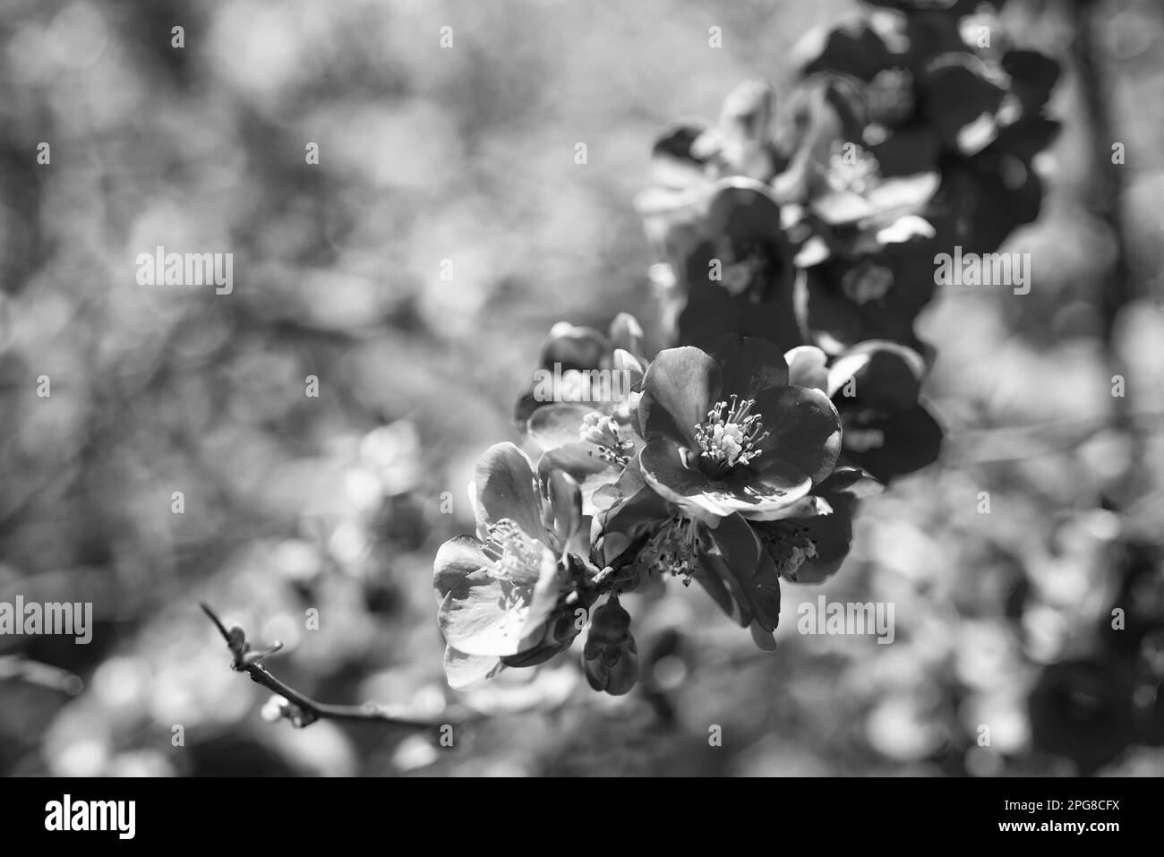 red flowers of blooming sakura tree in spring Stock Photo Alamy