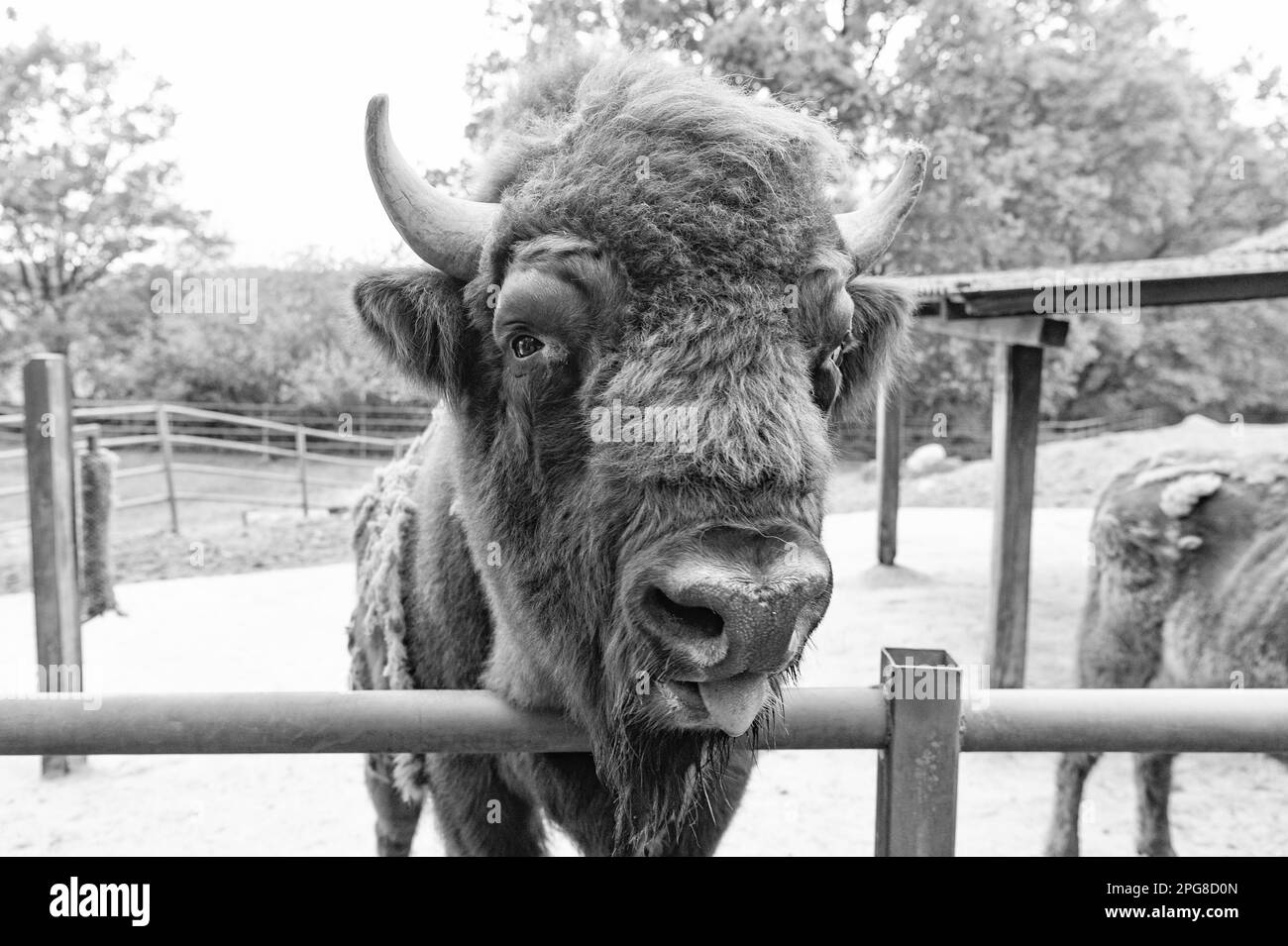 big bison in zoo animal park outdoor Stock Photo - Alamy