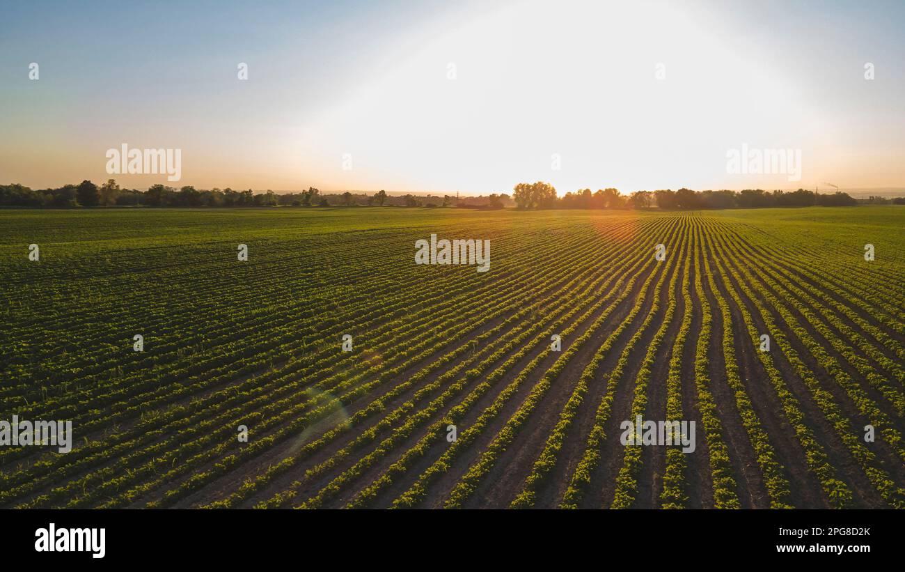Soybean cultivation hi-res stock photography and images - Alamy
