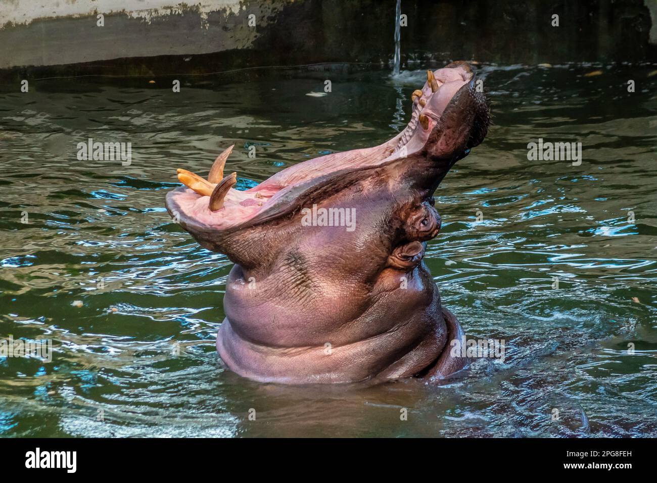 Hippopotamus Opens Wide in Zoo Exhibit Stock Photo