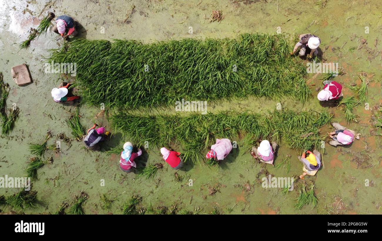 Qujing. 21st Mar, 2023. This aerial photo taken on March 21, 2023 shows  villagers picking wild rice shoots at Xiaohousuo Village in Qujing City,  southwest China's Yunnan Province. Chunfen, or spring equinox,