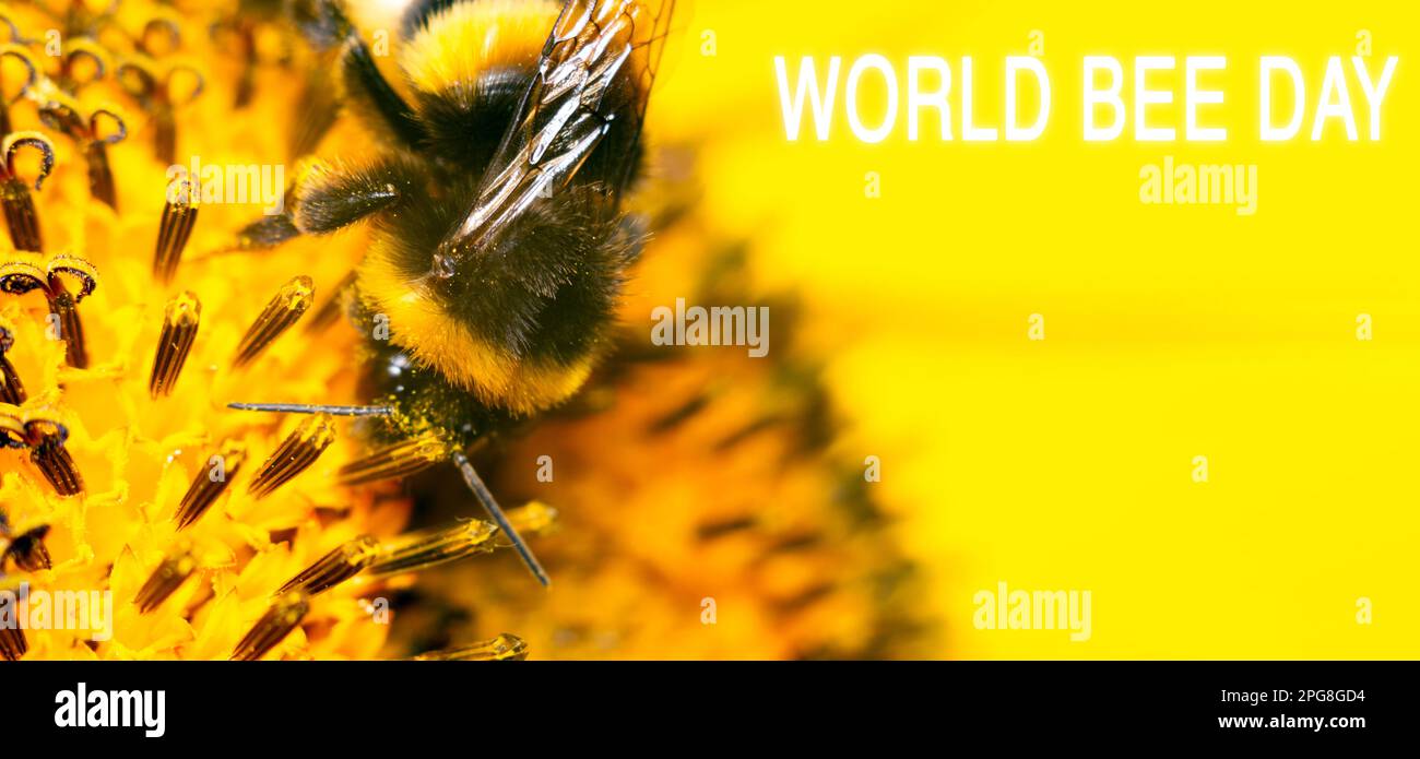 National Bee Day. Greeting card, poster, for World Beer Day. Selective focus Stock Photo Alamy