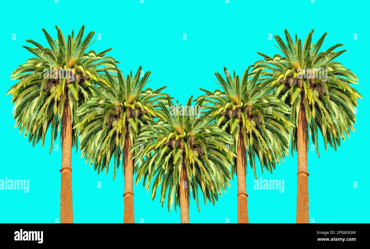 Group of towering palm trees hi-res stock photography and images - Alamy
