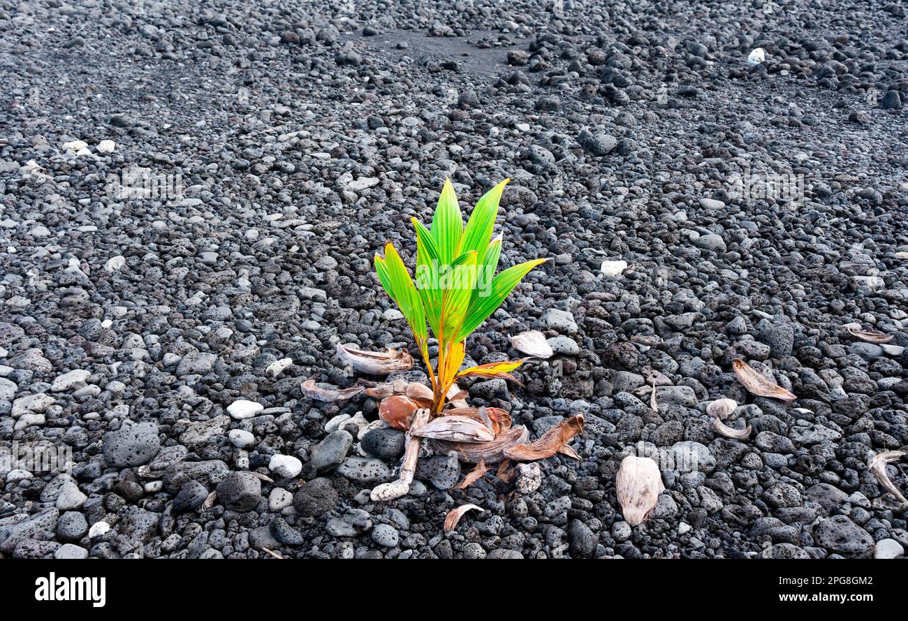 Young coconut palm tree growing in the midst of Hawaii's volcanic terrain. Vibrant green foliage