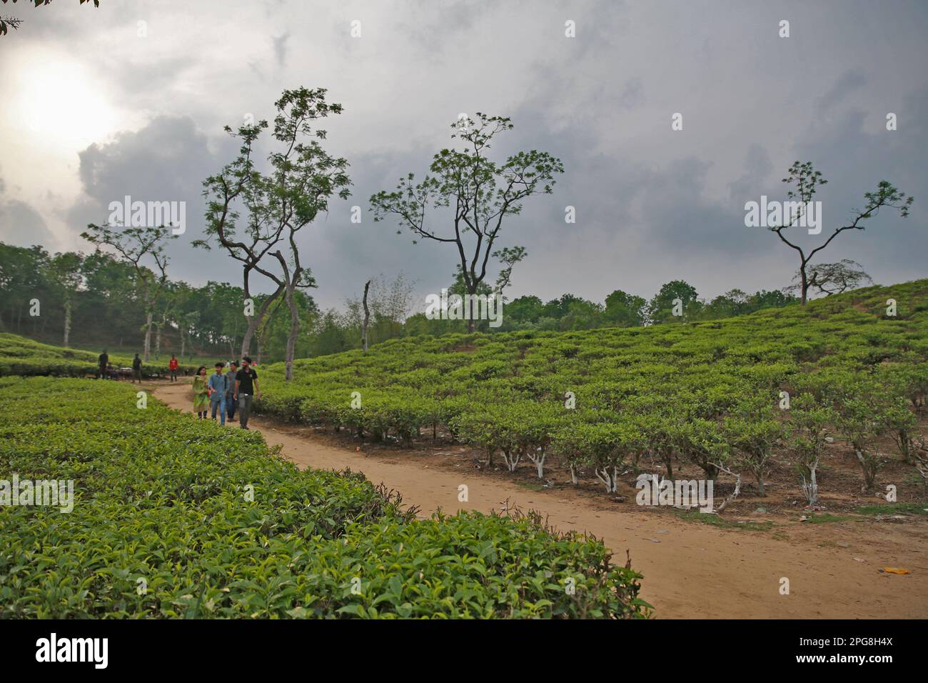 Malnicherra Tea Estate (also known as Malnichhera Tea Garden) is a tea