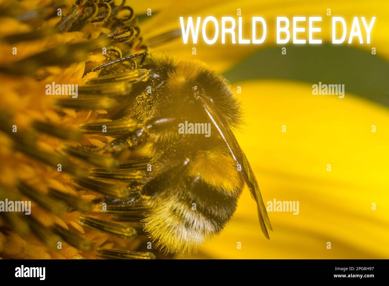 National Bee Day. Greeting card, poster, for World Beer Day. Selective focus Stock Photo Alamy