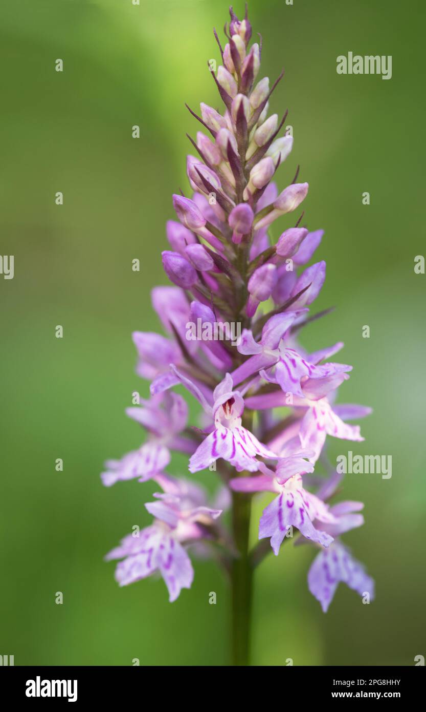 una bella orchidea di montagna di colore rosa-fucsia, un'orchidea selvatica cresce in un prato di montagna Stock Photo