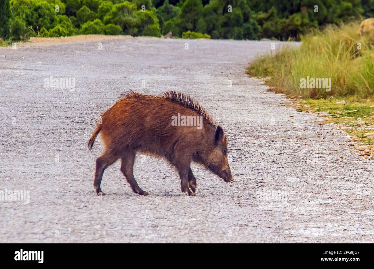 Wild Boar Foraging for Food Stock Photo - Alamy
