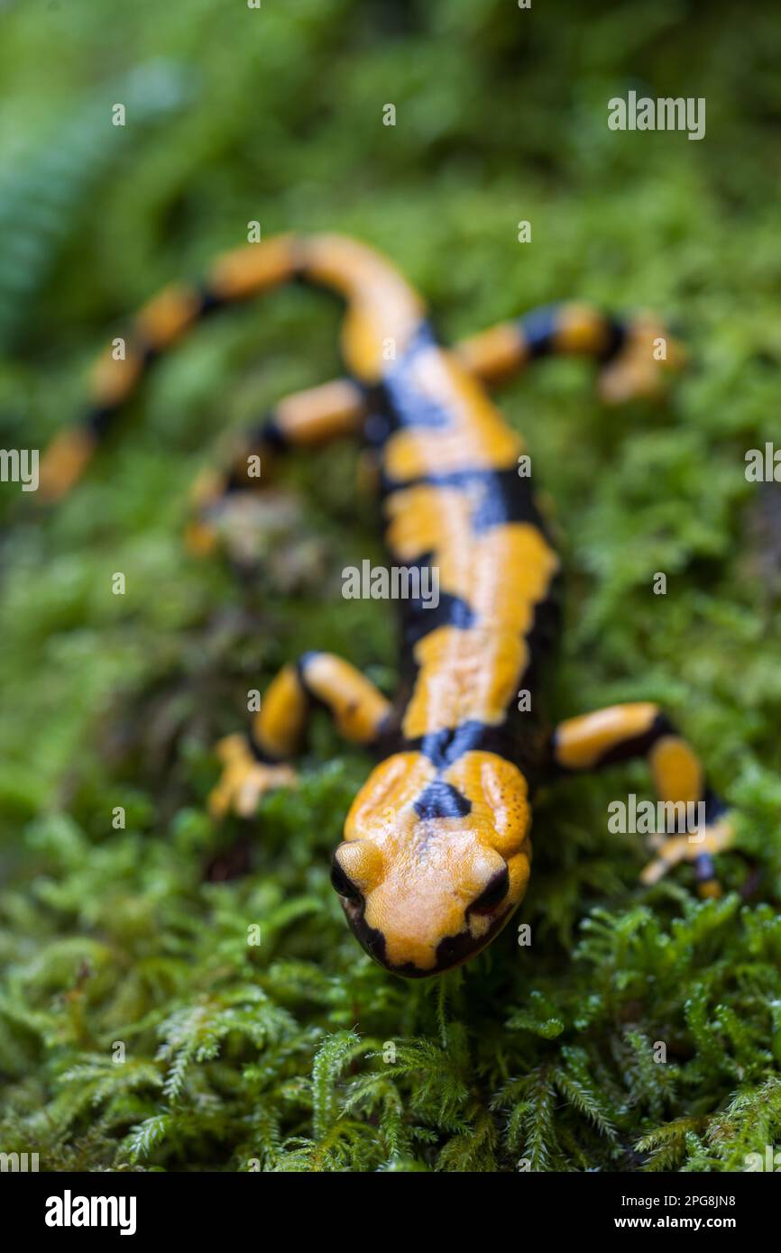 salamandra pezzata, monti picentini, serino, avellino, campania, Stock Photo