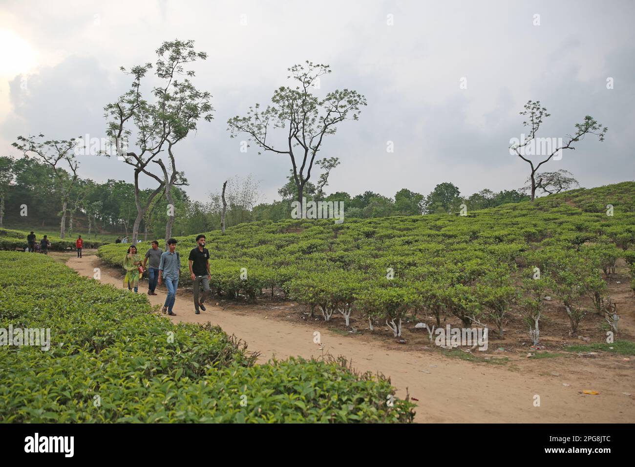 Malnicherra Tea Estate (also known as Malnichhera Tea Garden) is a tea