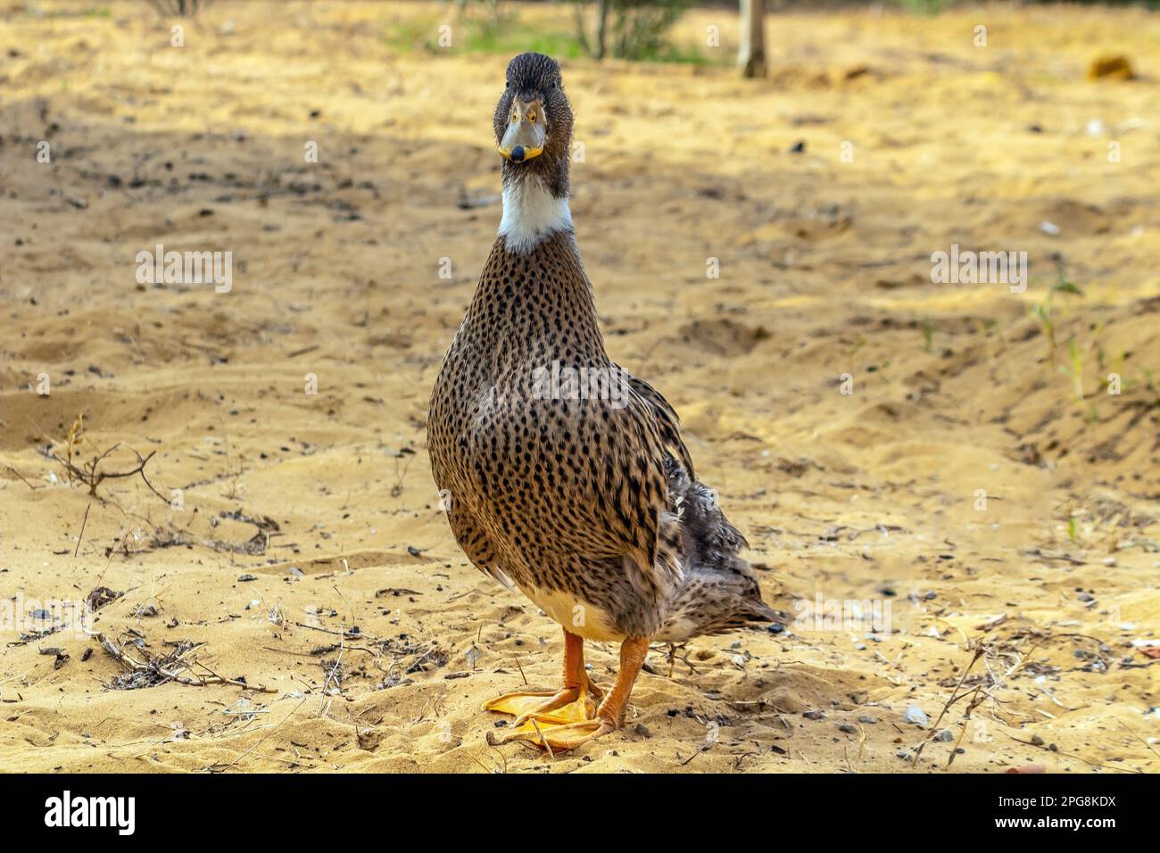 French Rouen Duck Breed in the Wild Stock Photo - Alamy