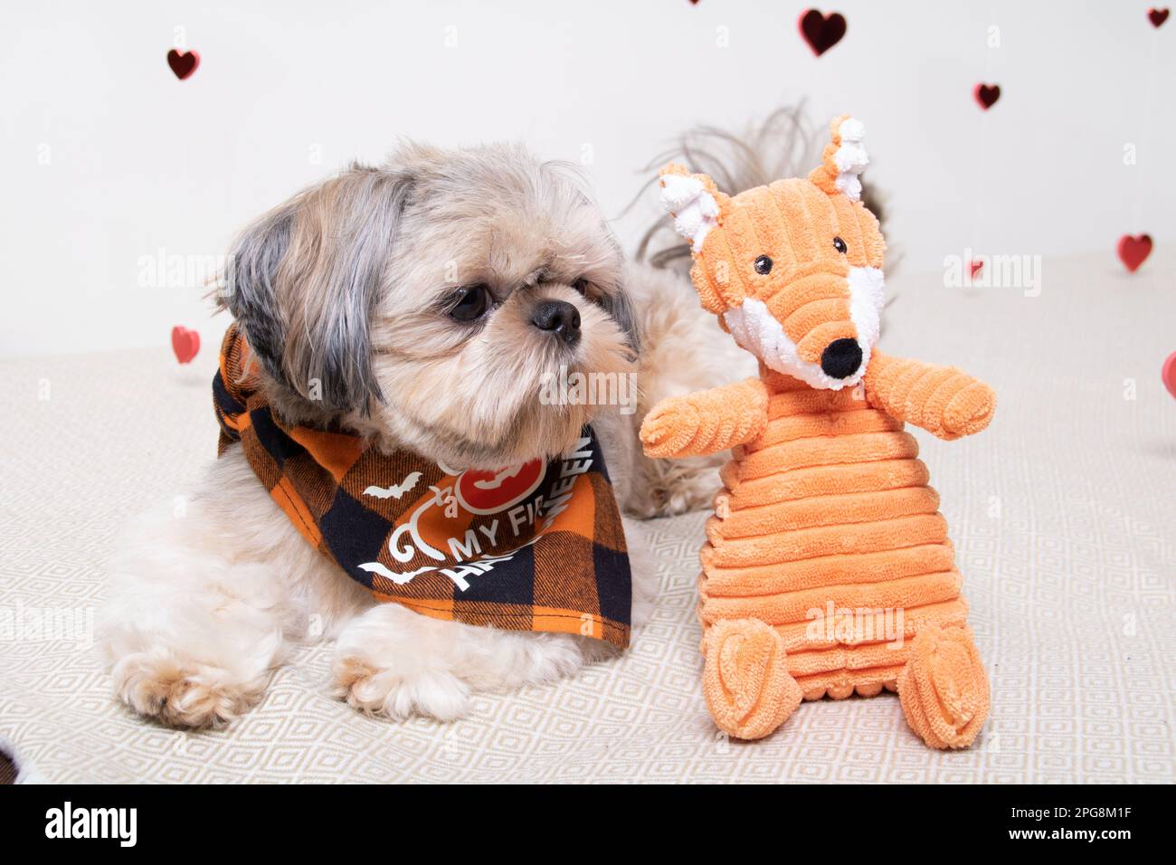 A Small Shih Tzu Dog surrounded by his cuddly toys Stock Photo - Alamy