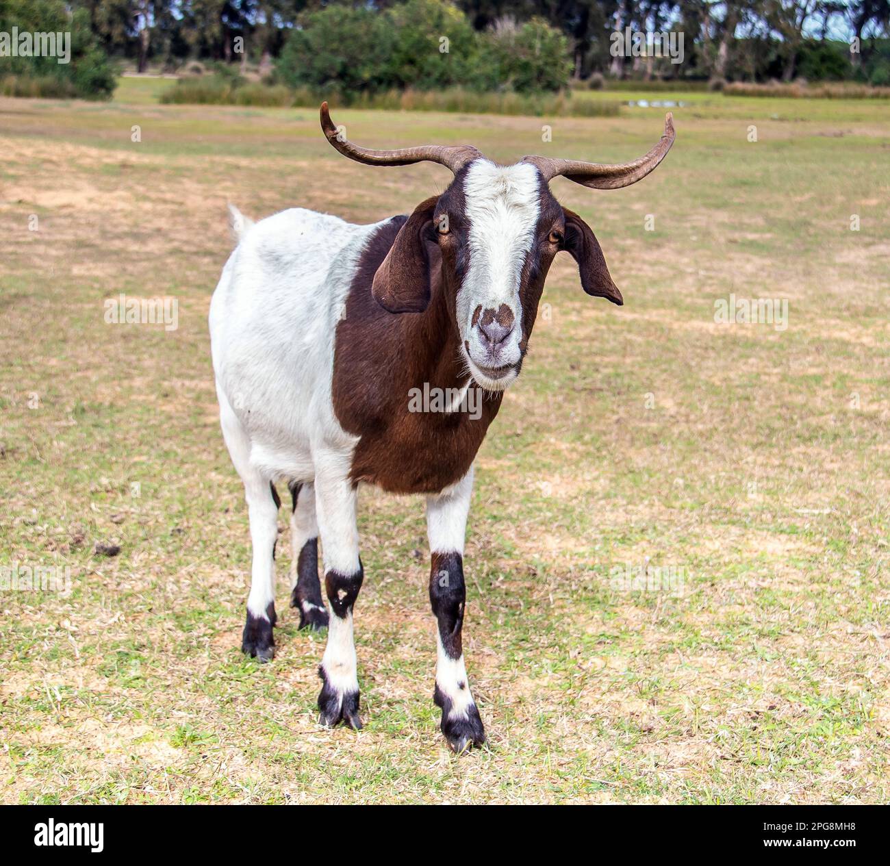 Boer Goat Breed in the Wild Stock Photo