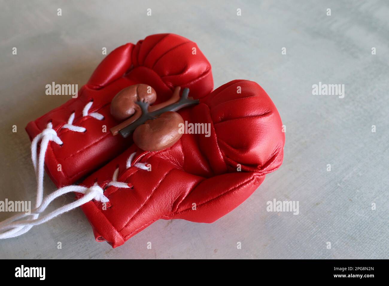 Kidney model on top of red boxing gloves with copy space. Fight kidney