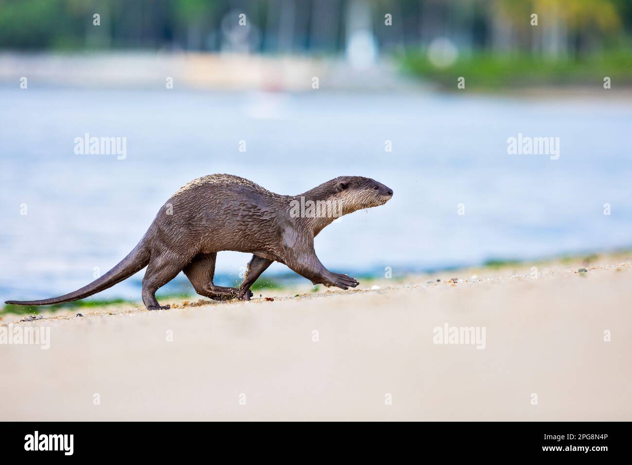 A wet smooth-coated otter runs onto a beach after fishing in the sea, Singapore. Stock Photo
