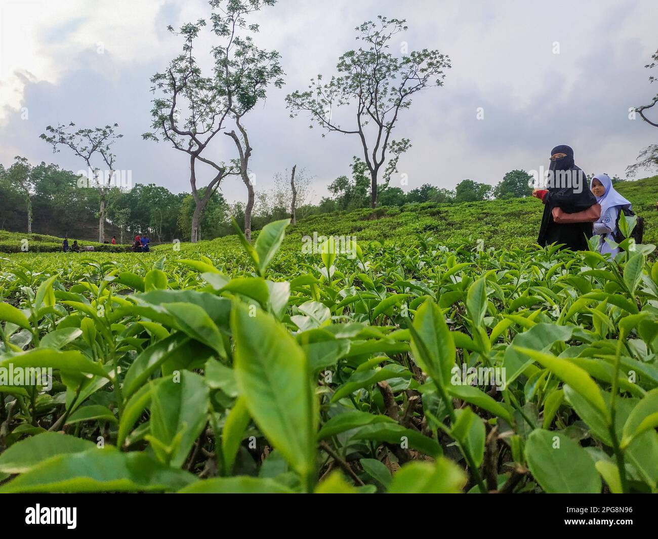Malnicherra Tea Estate (also known as Malnichhera Tea Garden) is a tea
