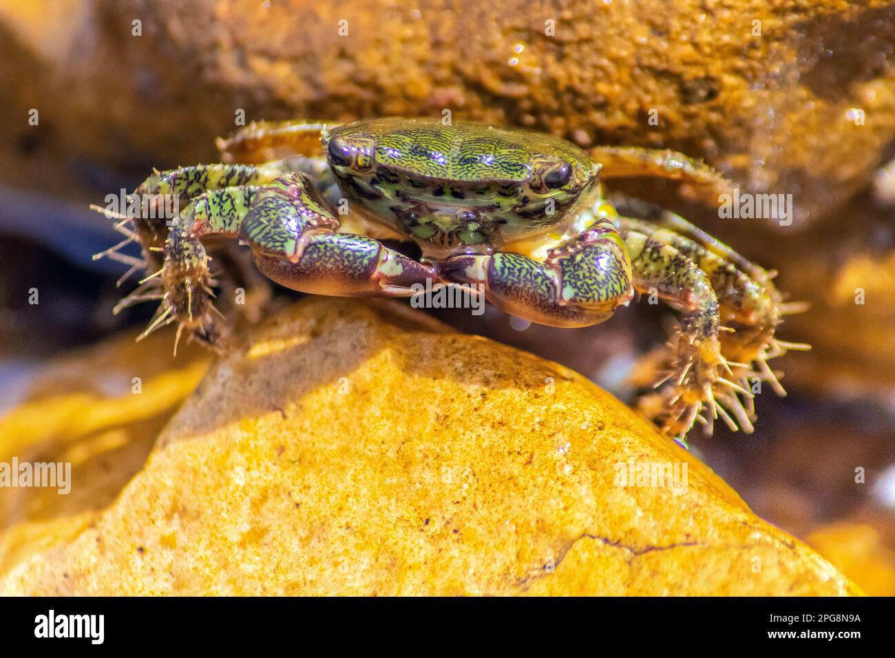True Crabs: Fascinating Facts About These Aquatic Animals Stock Photo