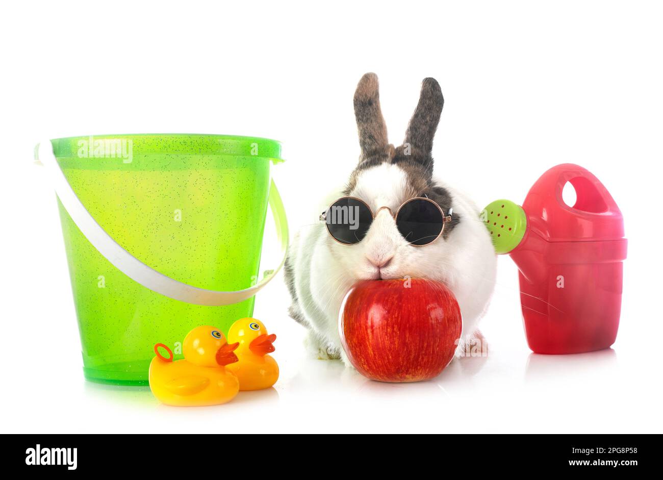 rex rabbit in front of white background Stock Photo