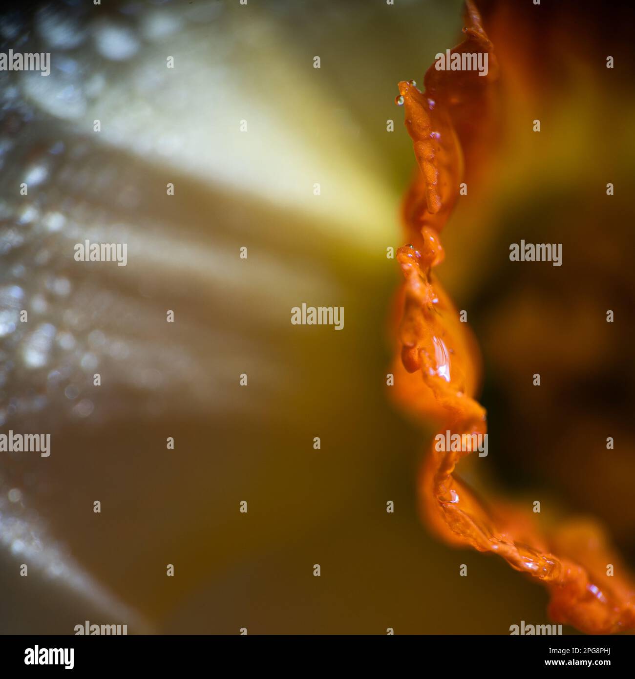 Extreme close up shot beautiful hi-res stock photography and images - Alamy