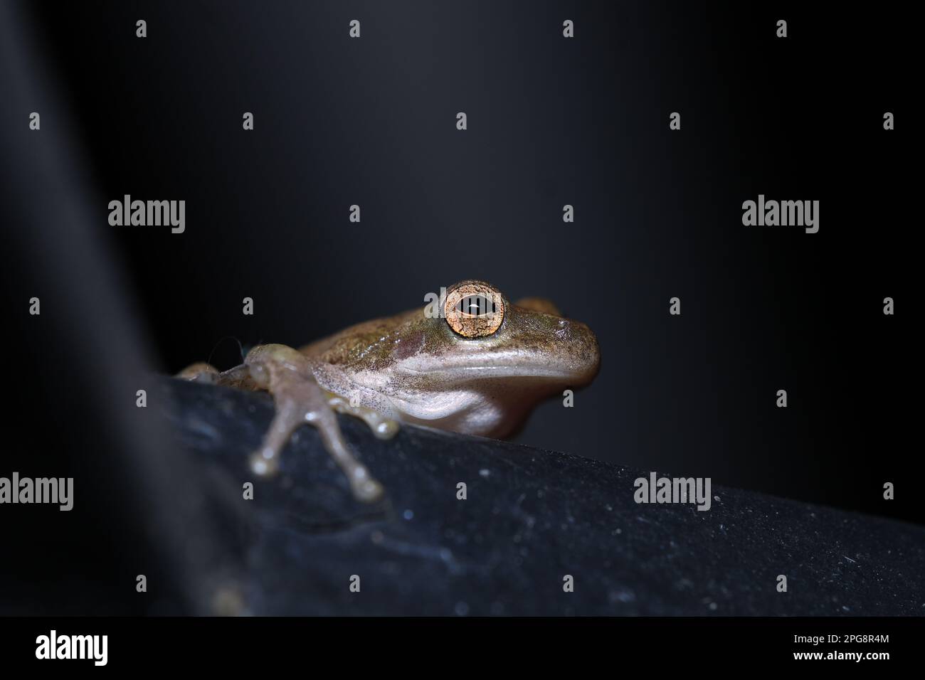 A green frog perched on the edge of a dark surface against a dark background Stock Photo
