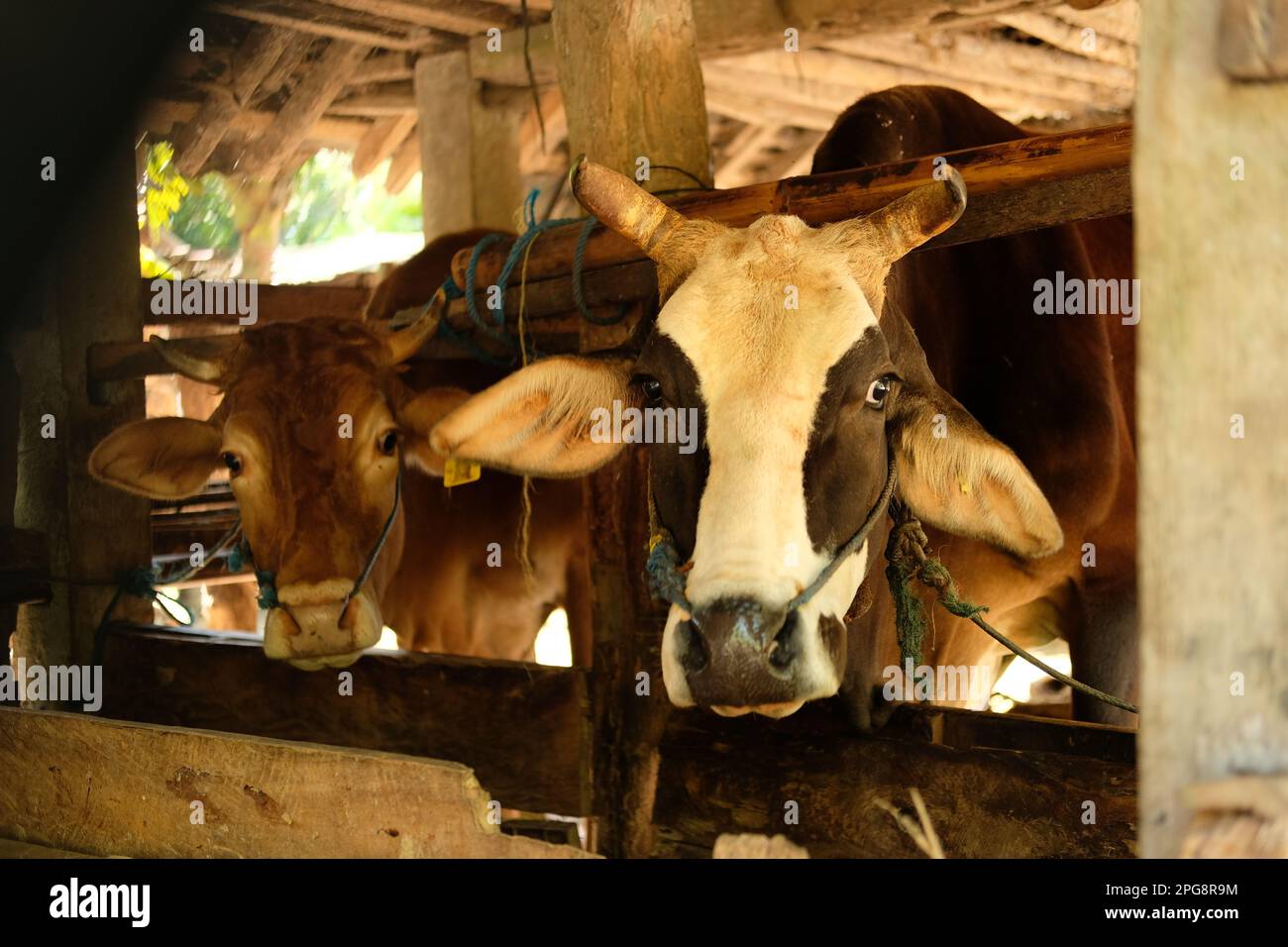 Face cow - Portrait white black cows on the farm Stock Photo - Alamy