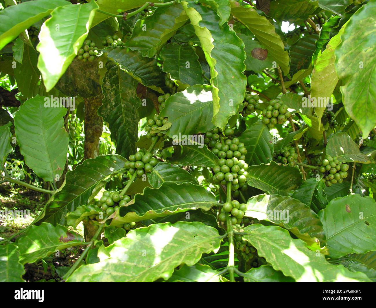 Coffee plants full of raw coffee berries Stock Photo Alamy
