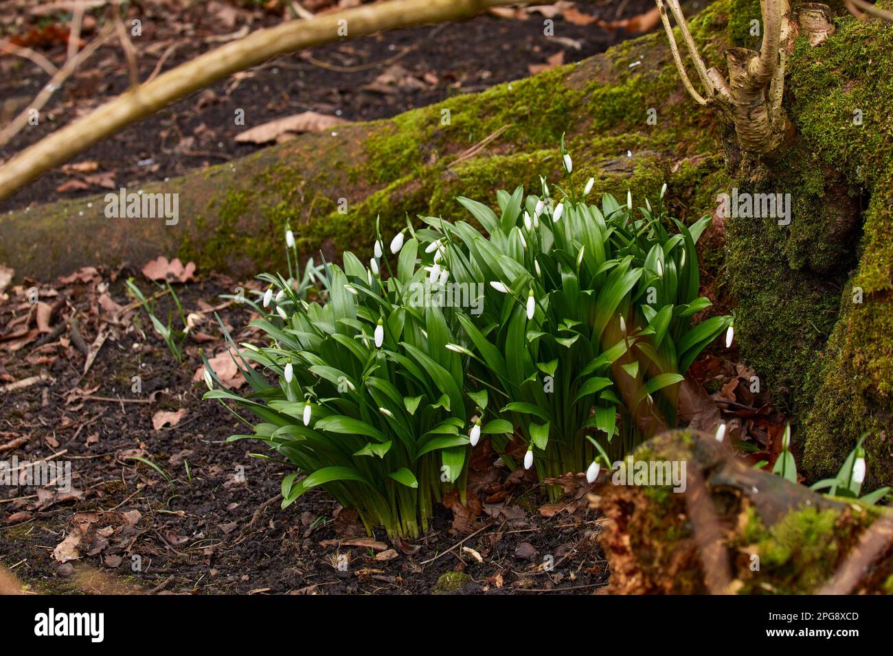Group of snowdrops growing wild in the moorland smallholding garden at 900ft in North Yorkshire Stock Photo