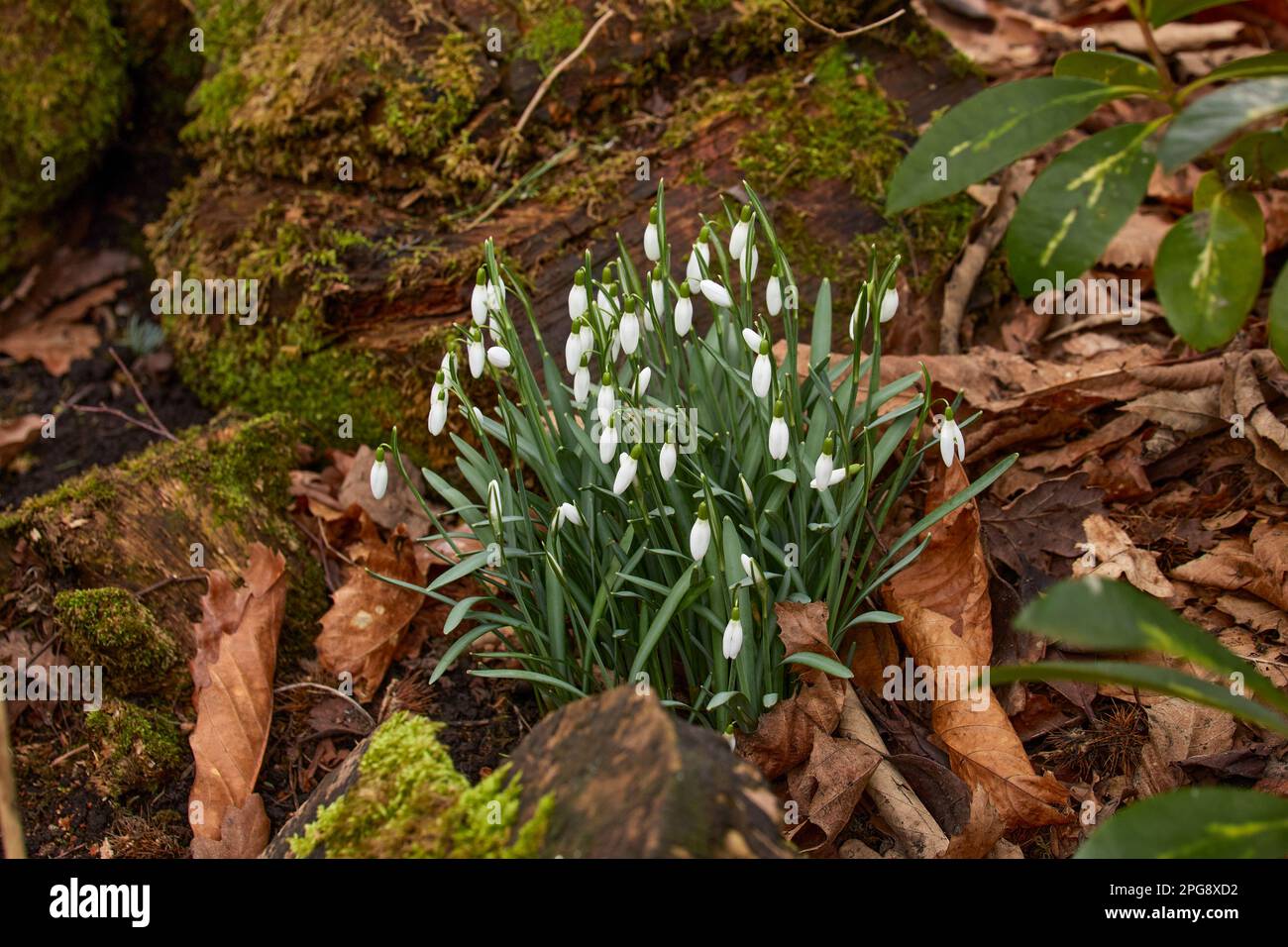 Group of snowdrops growing wild in the moorland smallholding garden at 900ft in North Yorkshire Stock Photo