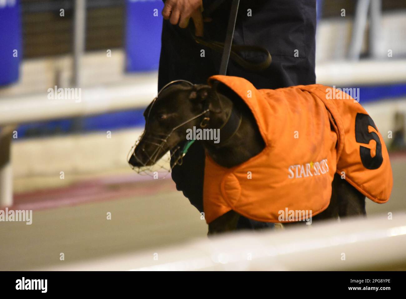 thumbnail image 2 of Greyhound Puppies For Sale In Harlow, Essex 2 of 12