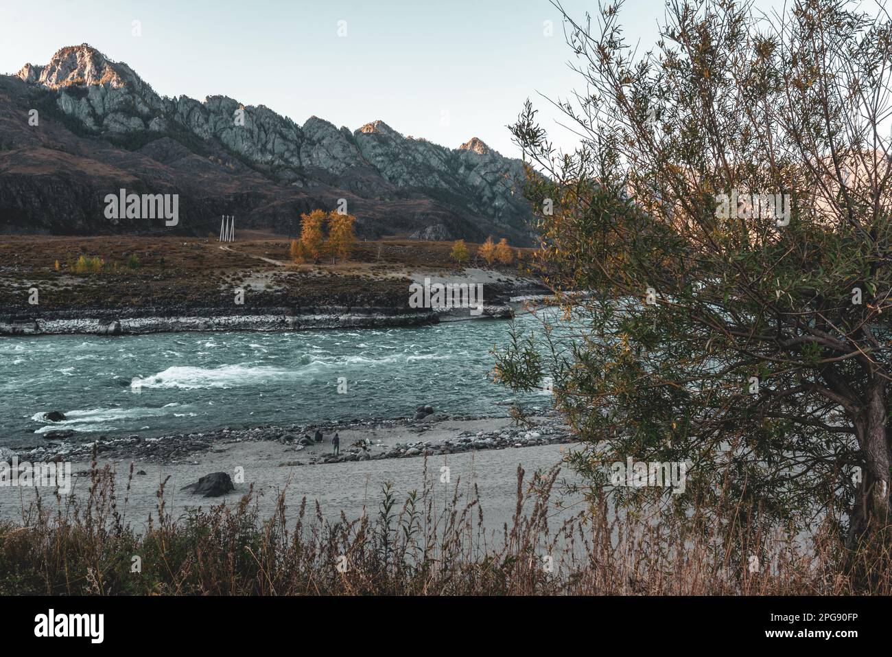 Yellow bushes and green trees near the sandy beach near the fast mountain river Katun in the shade with rapids and waves in the gorge of rocks against Stock Photo