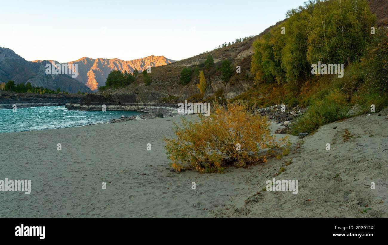 Yellow bushes and green trees near the sandy beach near the fast mountain river Katun in the shade with rapids and waves in the gorge of rocks near th Stock Photo