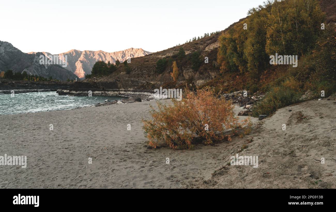 Yellow bushes and green trees near the sandy beach near the fast mountain river Katun in the shade with rapids and waves in the gorge of rocks near th Stock Photo