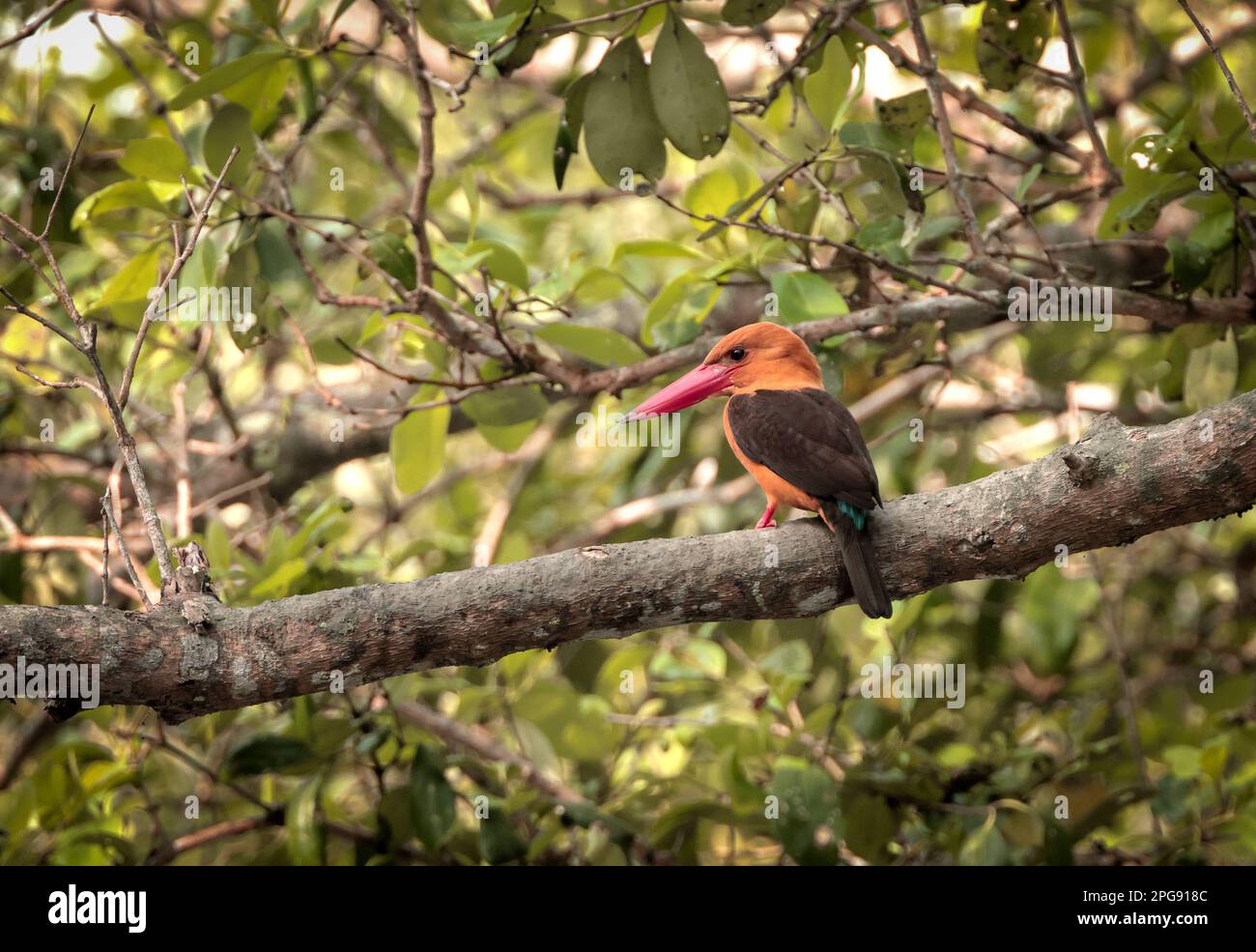 Brown-winged kingfisher is a species of bird in the subfamily Halcyoninae. It is found along the north and eastern coasts of the Bay of Bengal, occurr Stock Photo