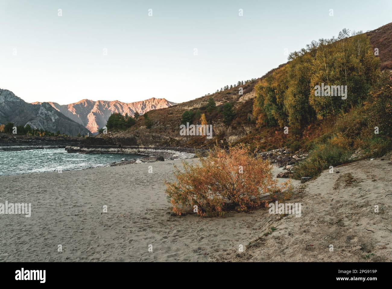 Yellow bushes and green trees near the sandy beach near the fast mountain river Katun in the shade with rapids and waves in the gorge of rocks near th Stock Photo