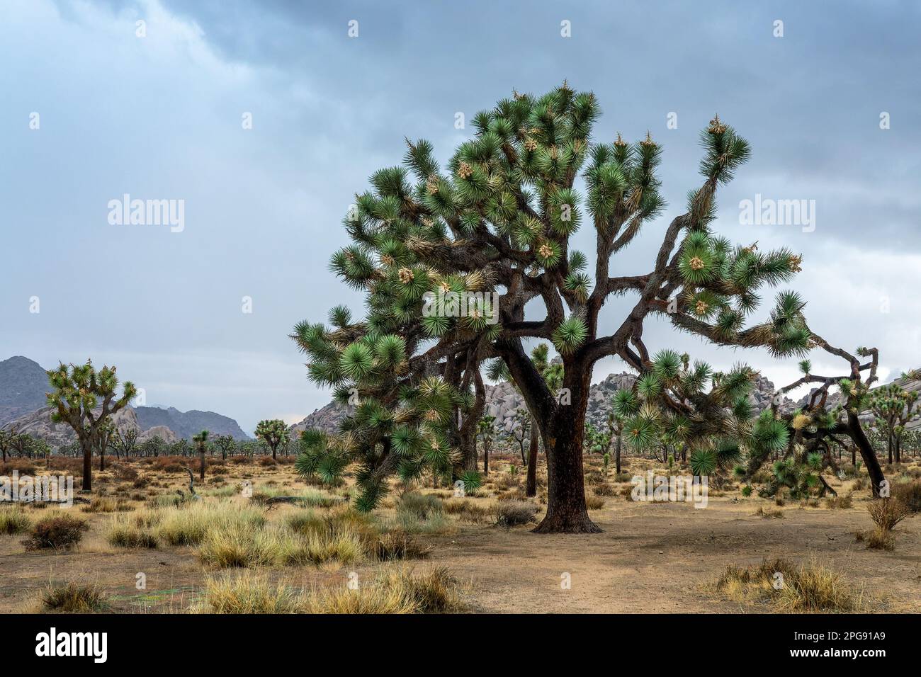 Joshua Tree national park landscape, Dramatic sky with clouds ...